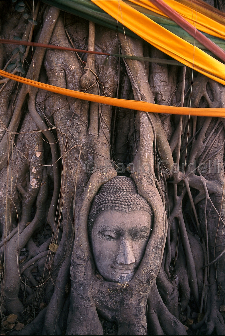 Stone head of Buddha surrounded by tree's roots, Wat Mahathat, Ayuttahaya, Thailand
(cod:Thailand 06)